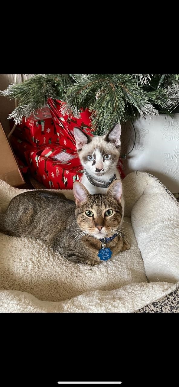 Two cats under a Christmas tree