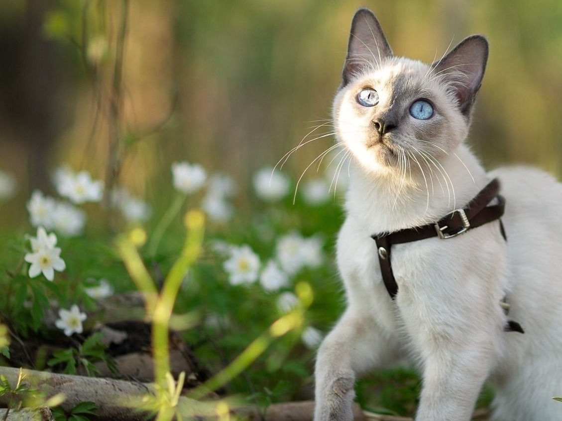 Cat in forest surrounded by white flowers 