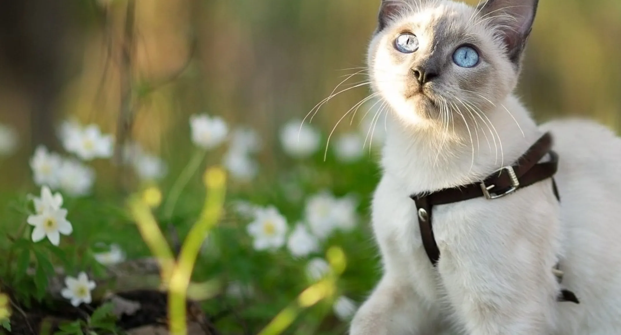 Cat in forest surrounded by white flowers Cat in forest surrounded by white flowers