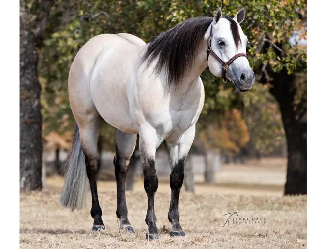 CT Show Me Your Guns, a white horse