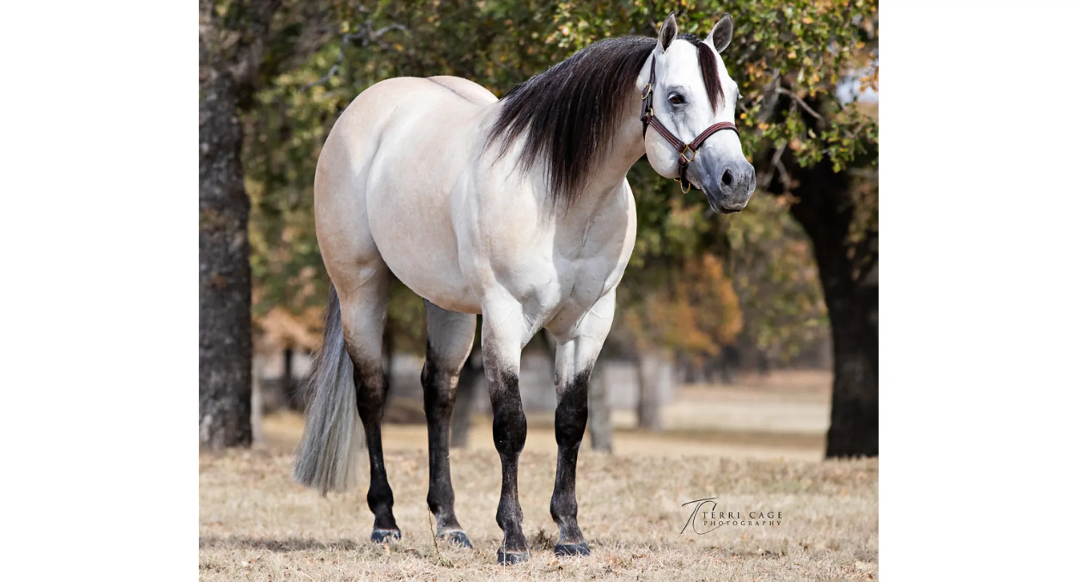 CT Show Me Your Guns, a white horse