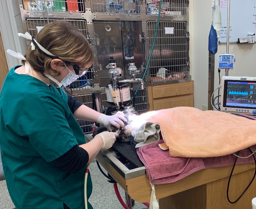 Greenbrier Veterinary Clinic Dental Treatment