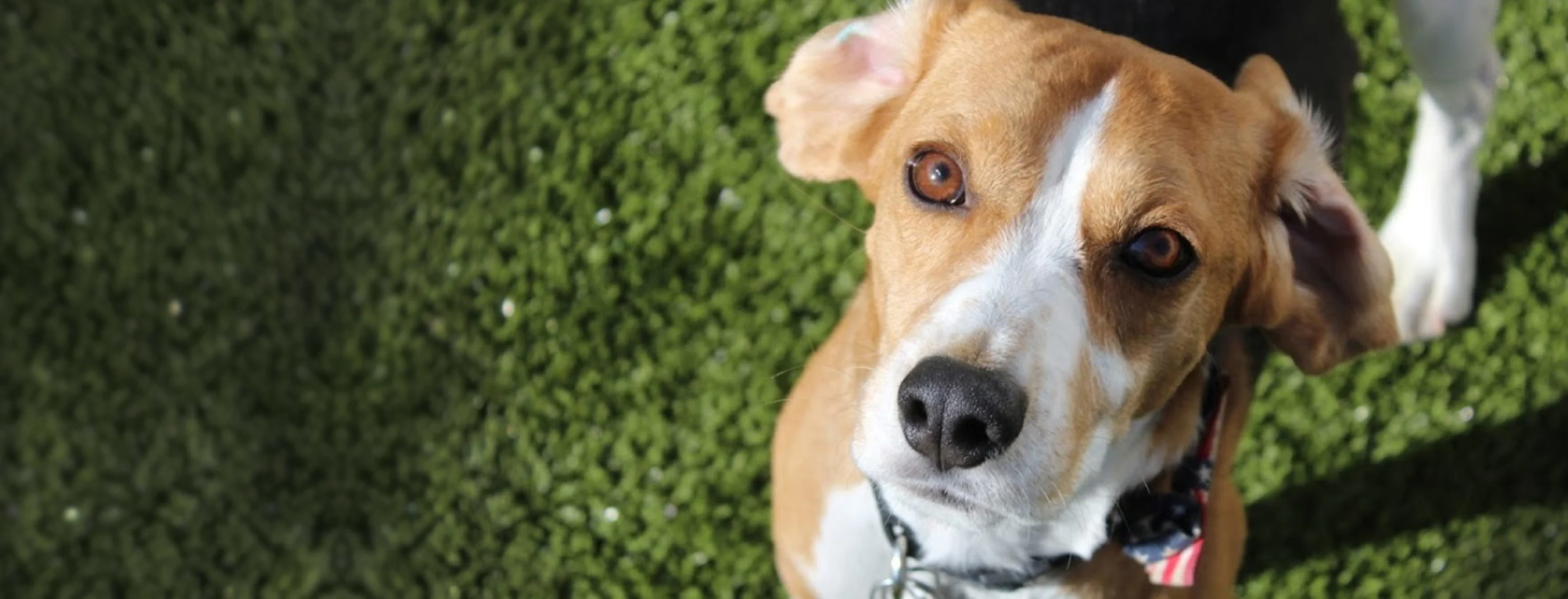 Dog sitting on turf and looking up at camera. Dog sitting on turf and looking up at camera.