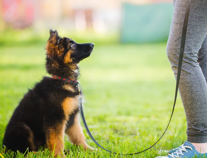 Dog being trained