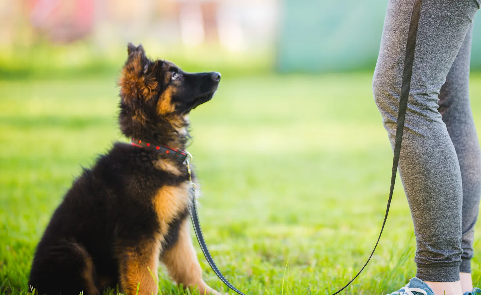 Dog being trained