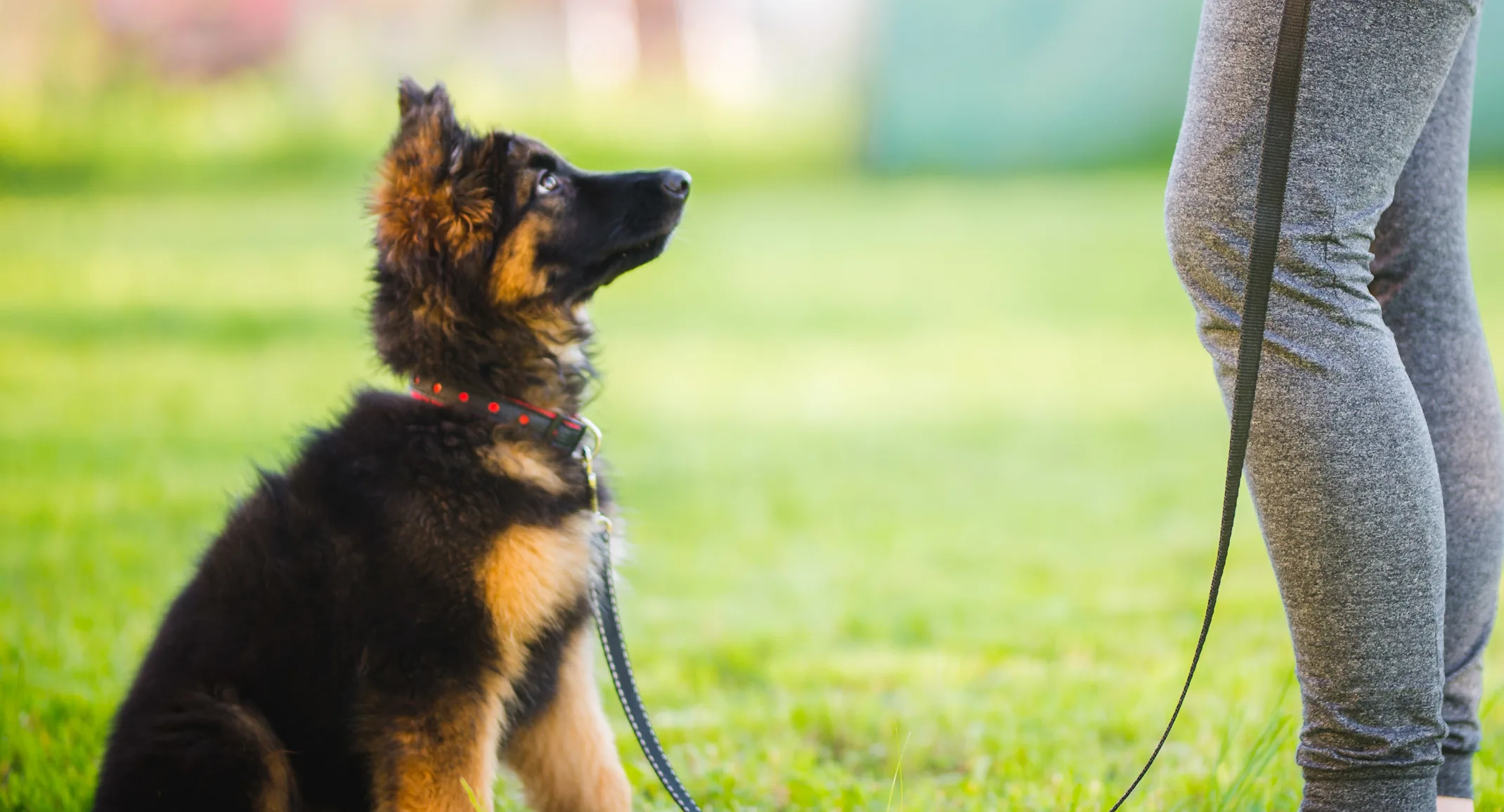 Dog being trained