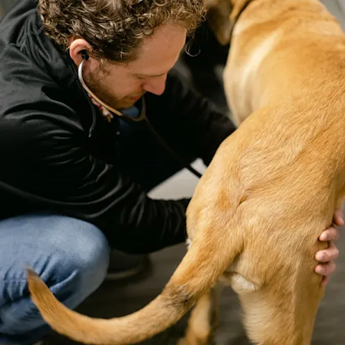 Dog exam at All Pet Complex Veterinary Hospital Dog exam at All Pet Complex Veterinary Hospital
