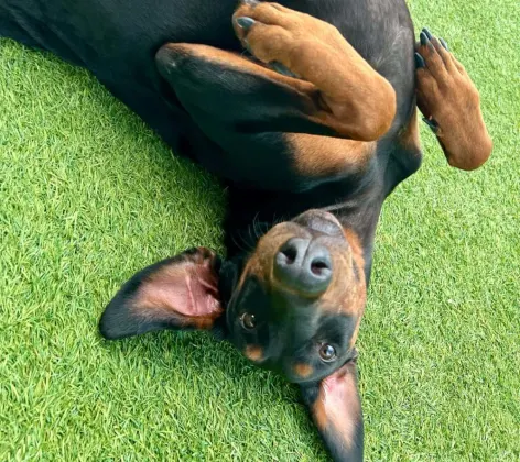 black and brown dog laying in grass