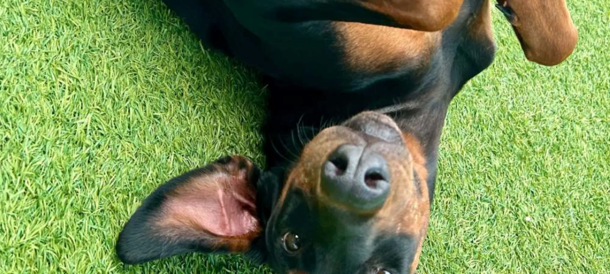 black and brown dog laying in grass black and brown dog laying in grass