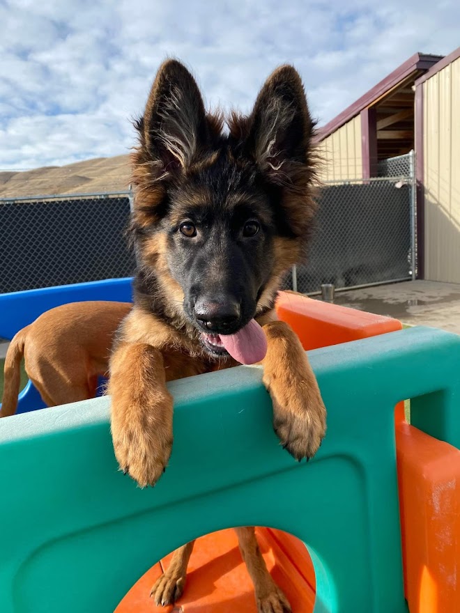 Black/Brown Puppy Playing Outside