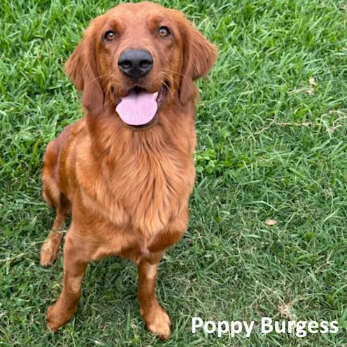 Golden retriever looking up with tongue out Golden retriever looking up with tongue out
