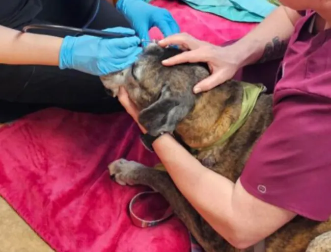 Jolie receiving care on her eye from two staff members