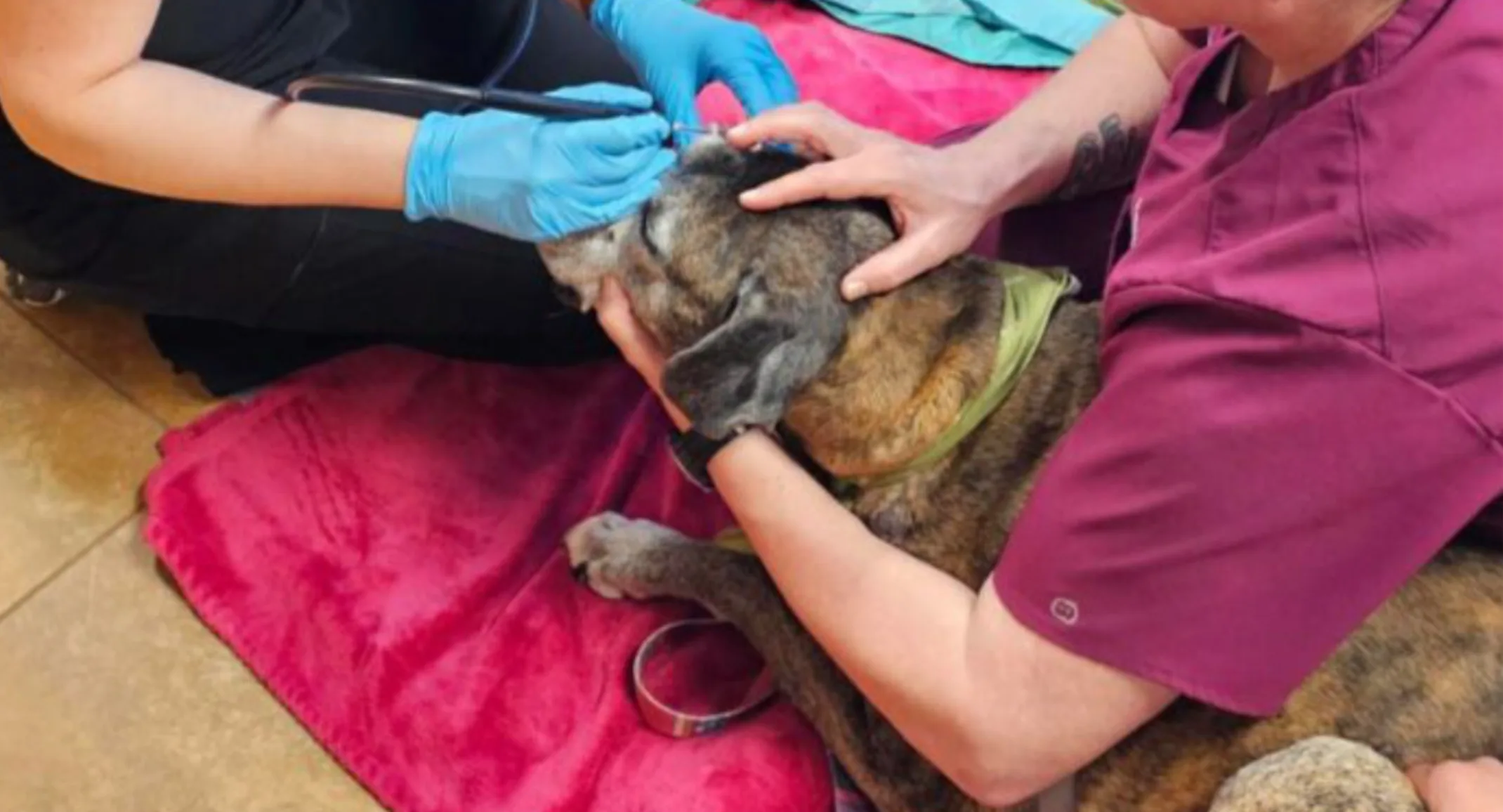 Jolie receiving care on her eye from two staff members Jolie receiving care on her eye from two staff members