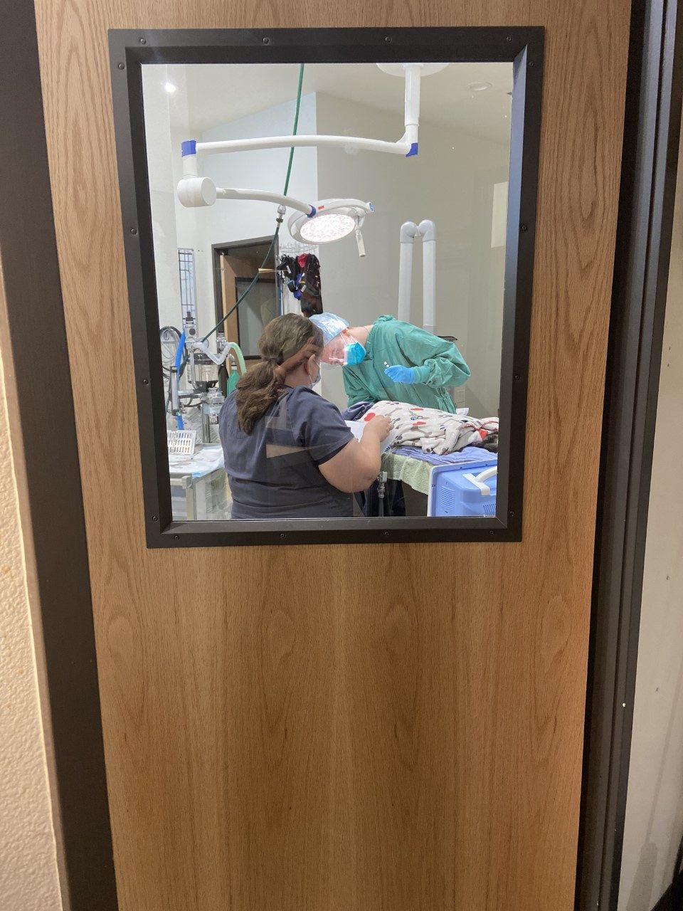 looking through a door's window at The Ark Veterinary Clinic