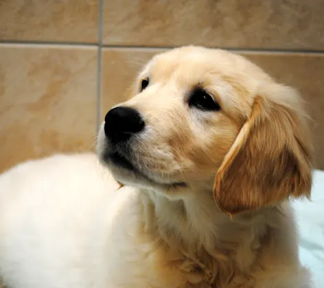 Puppy & Kitten Wellness Puppy & Kitten Wellness