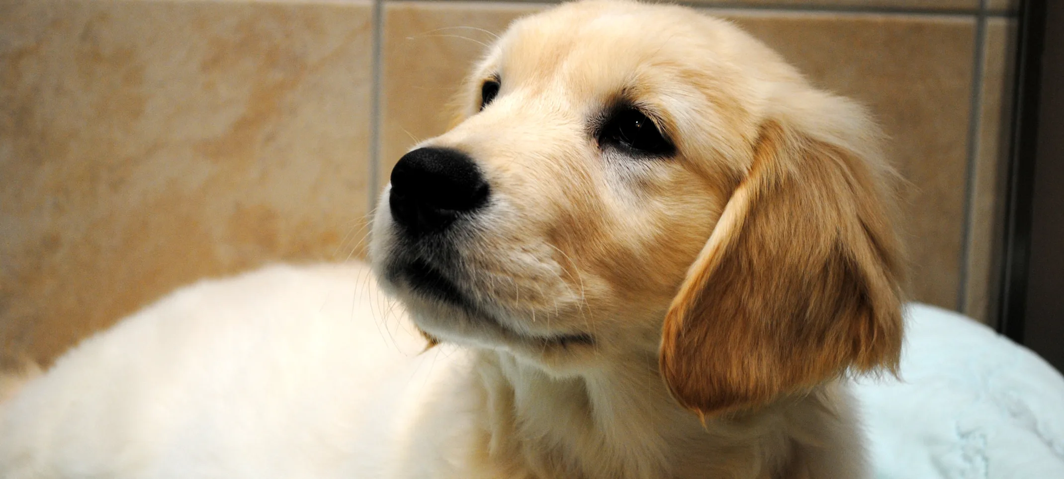 Puppy & Kitten Wellness Puppy & Kitten Wellness