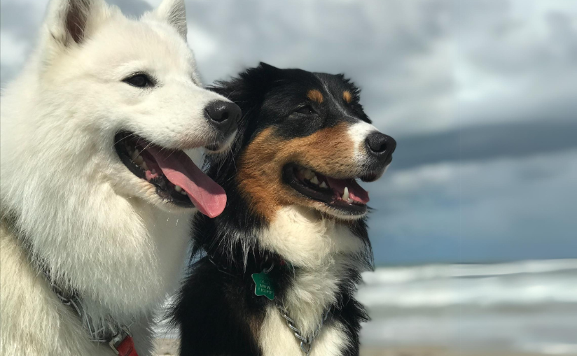 Two dogs in front of the ocean