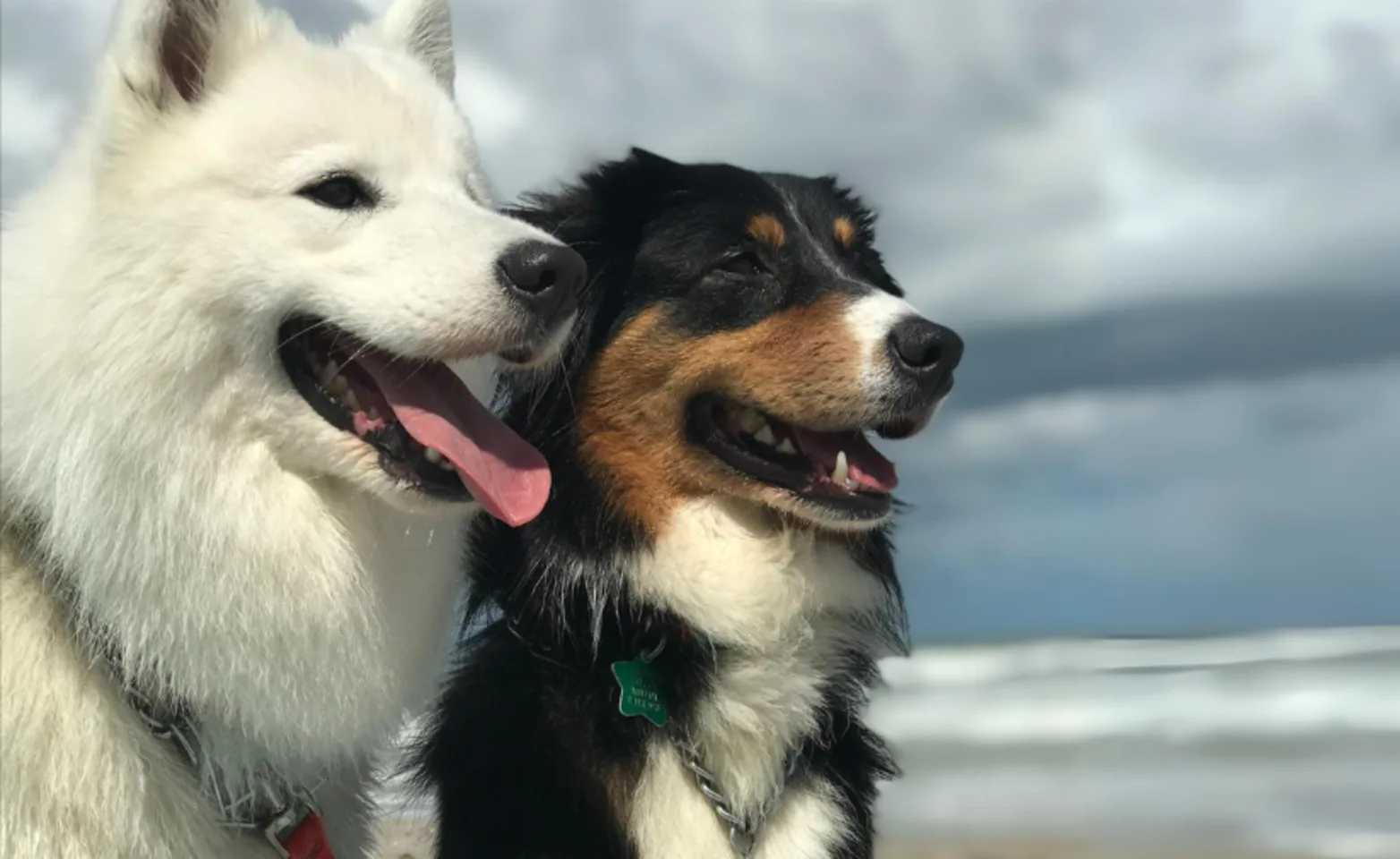 Two dogs in front of the ocean