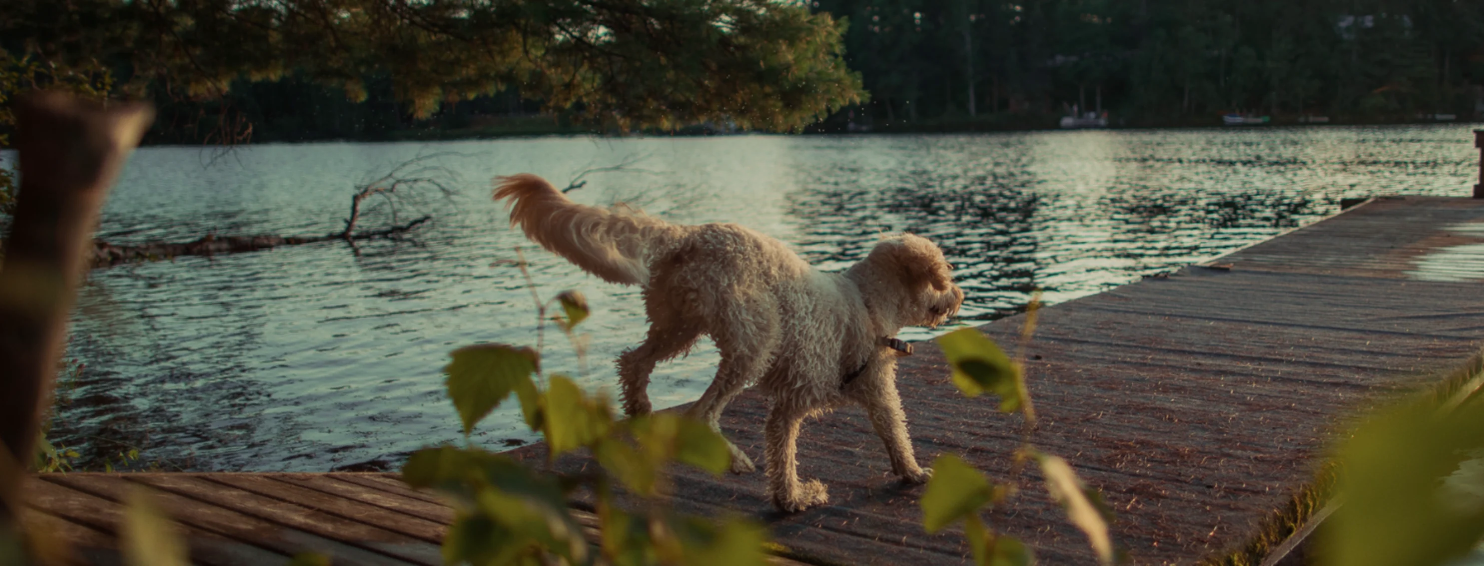 Dog Running on Lake Pier Dog Running on Lake Pier