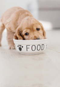 Puppy eating from bowl of good