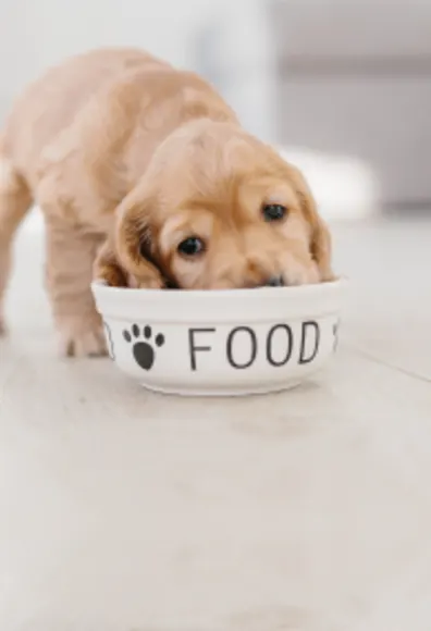 Puppy eating from bowl of good Puppy eating from bowl of good