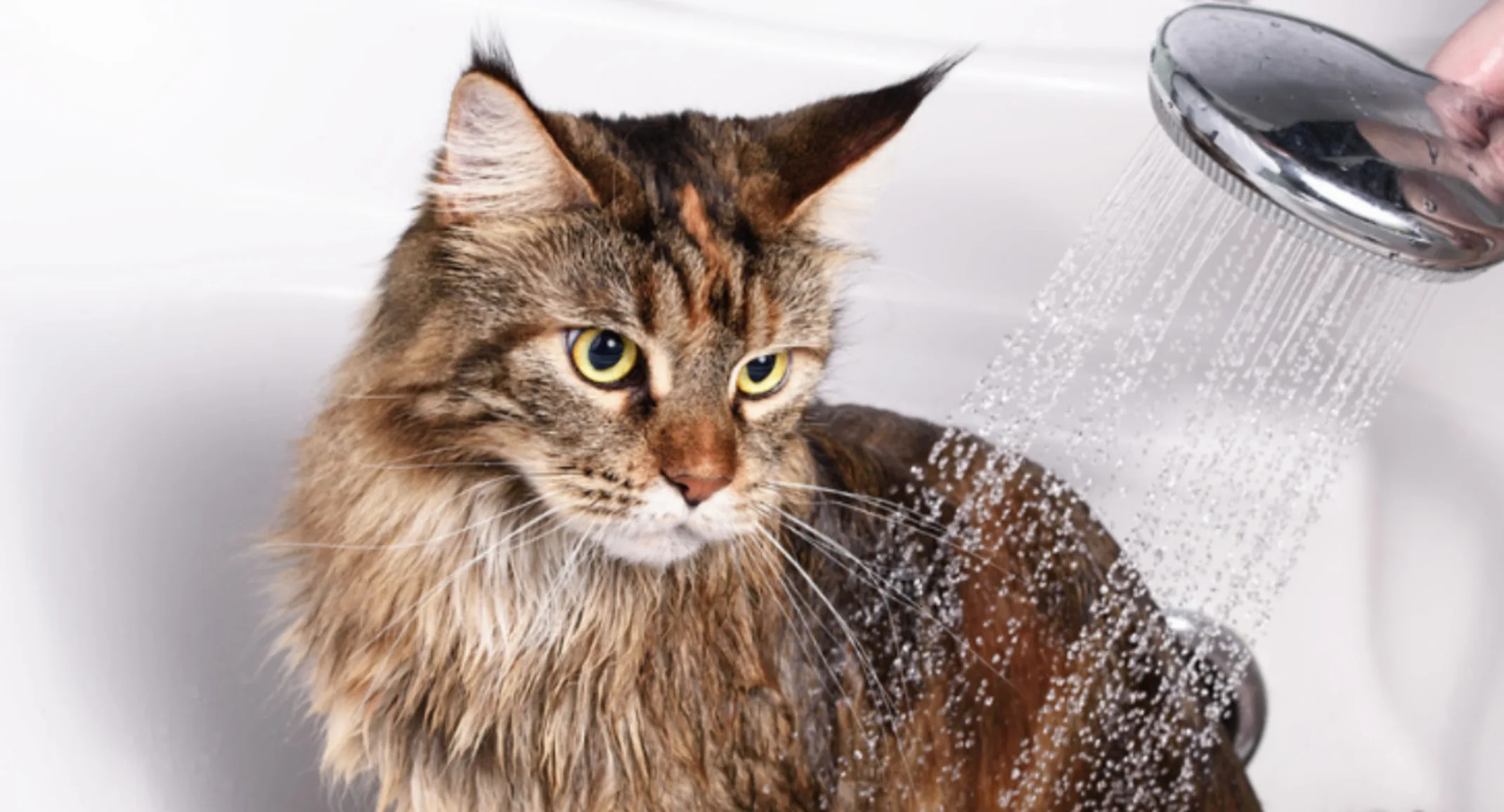 A Brown Cat Getting a Bath