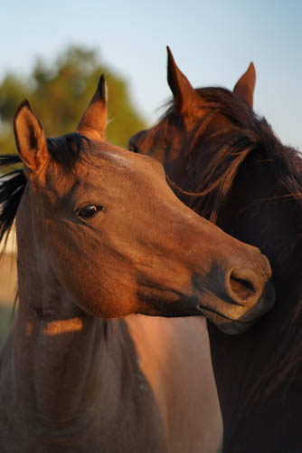 Horses Scratching Backs