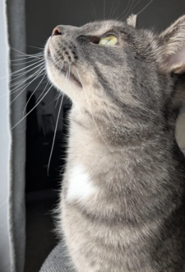 Pippy (Cat) Pippy (Cat)