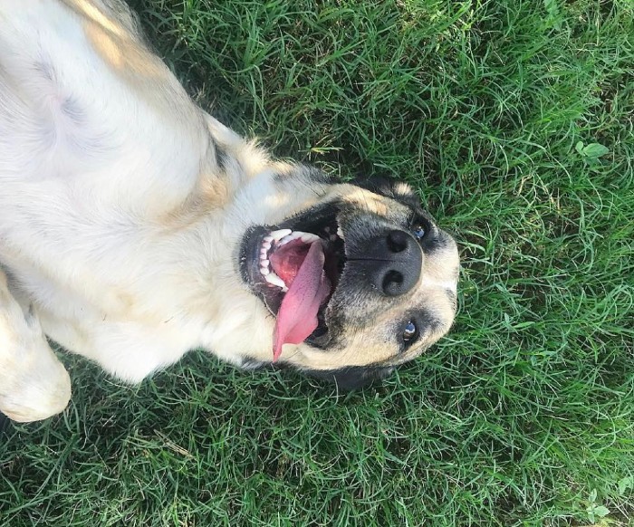 Dog laying in grass at Hill Country Animal Hospital