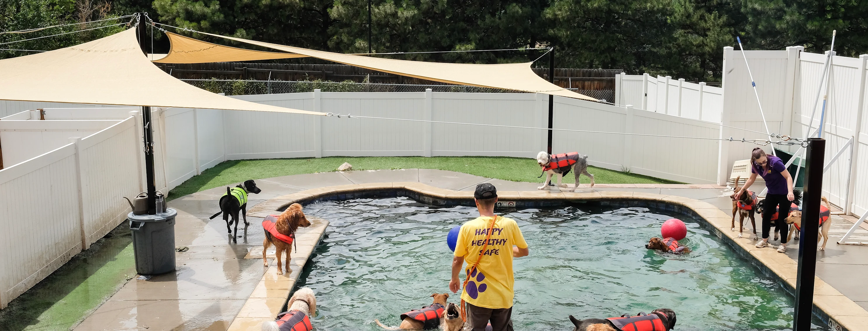 dogs by pool