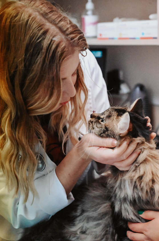 Doctor holding a cat's face in her hands