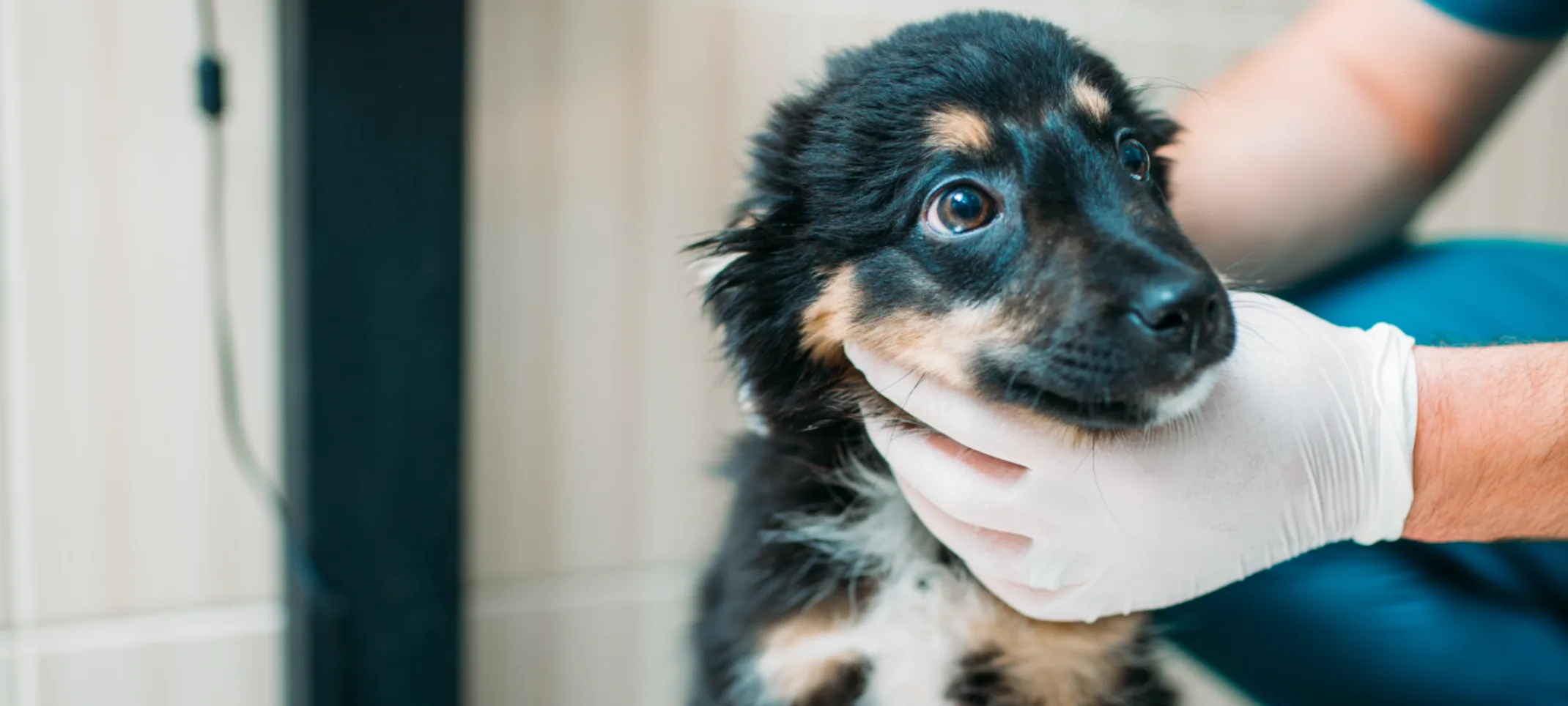 Dog being examined by doctor