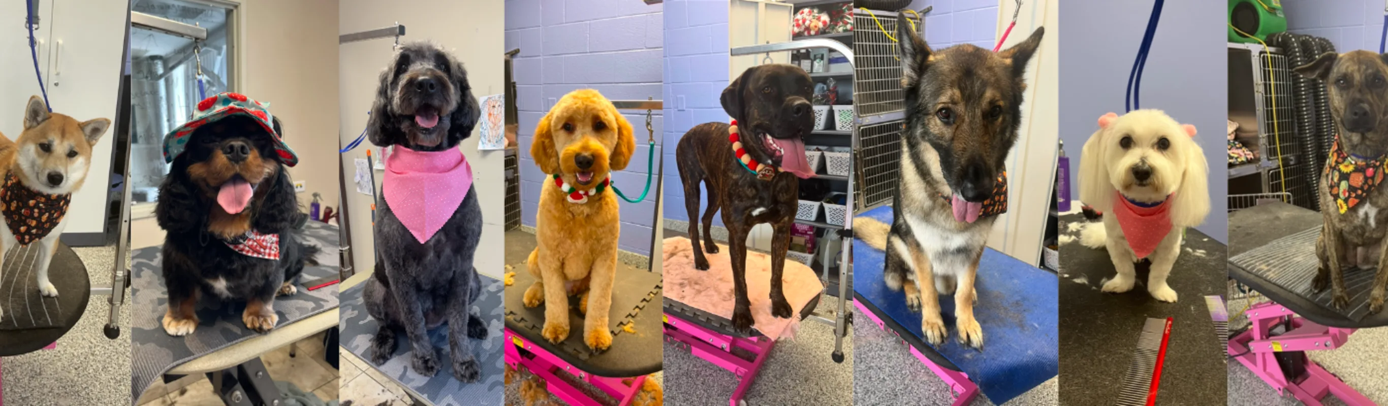 Pets Groomed by Dan at Plainfield Pet Resort Pets Groomed by Dan at Plainfield Pet Resort