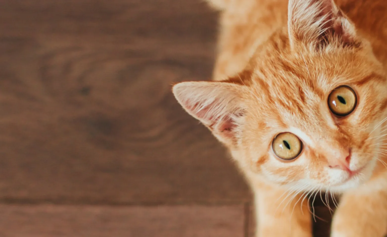 An Orange Cat Lying Down and Looking Up