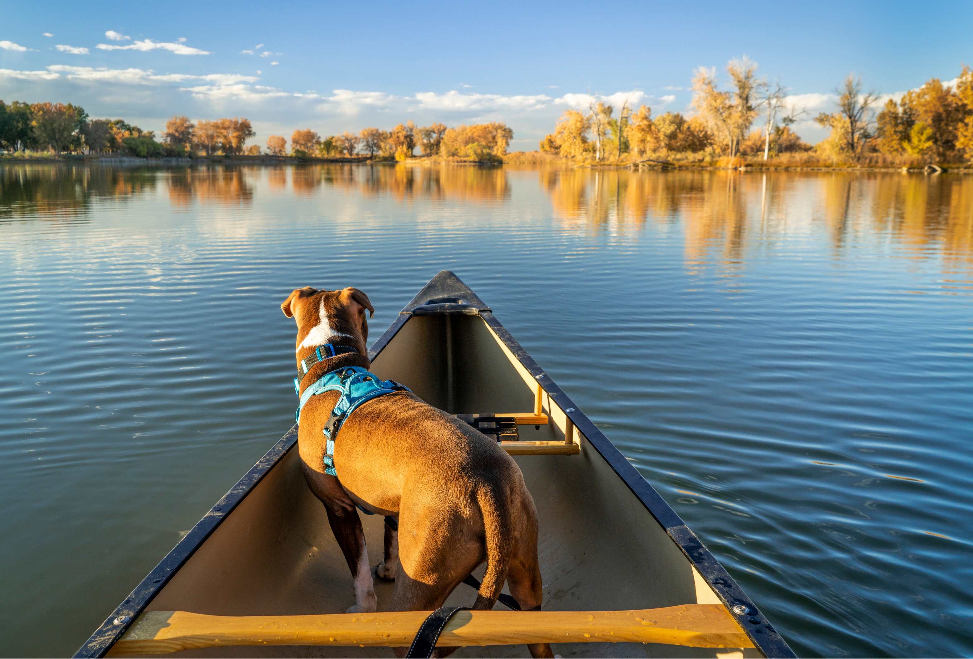 Dog in canoe