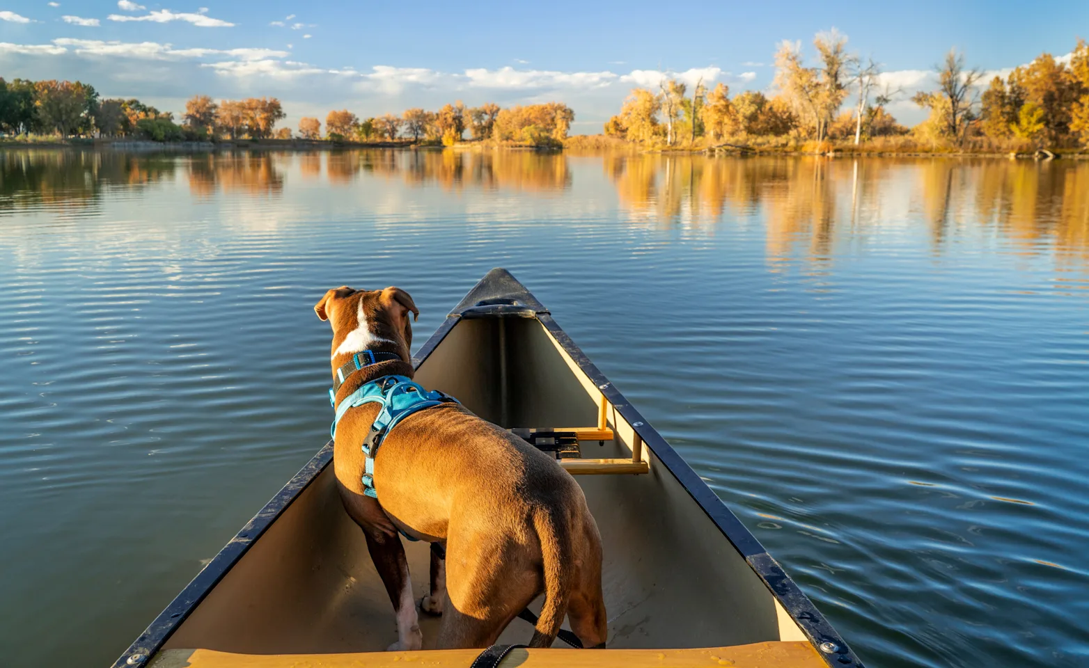 Dog in canoe Dog in canoe