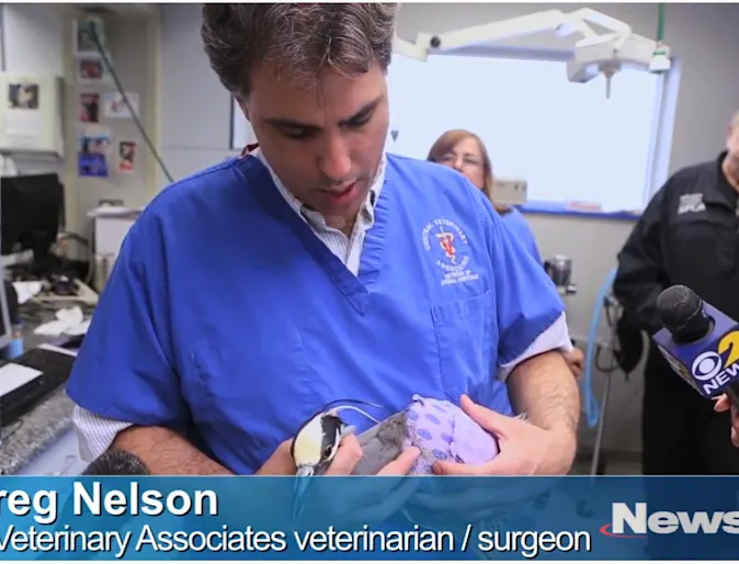 Dr. Nelson holding a bird on the news Dr. Nelson holding a bird on the news