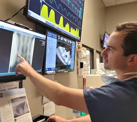 Staff reviewing Pennhip radiographs Staff reviewing Pennhip radiographs