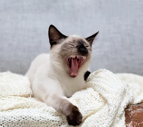 Cat with mouth open Cat with mouth open