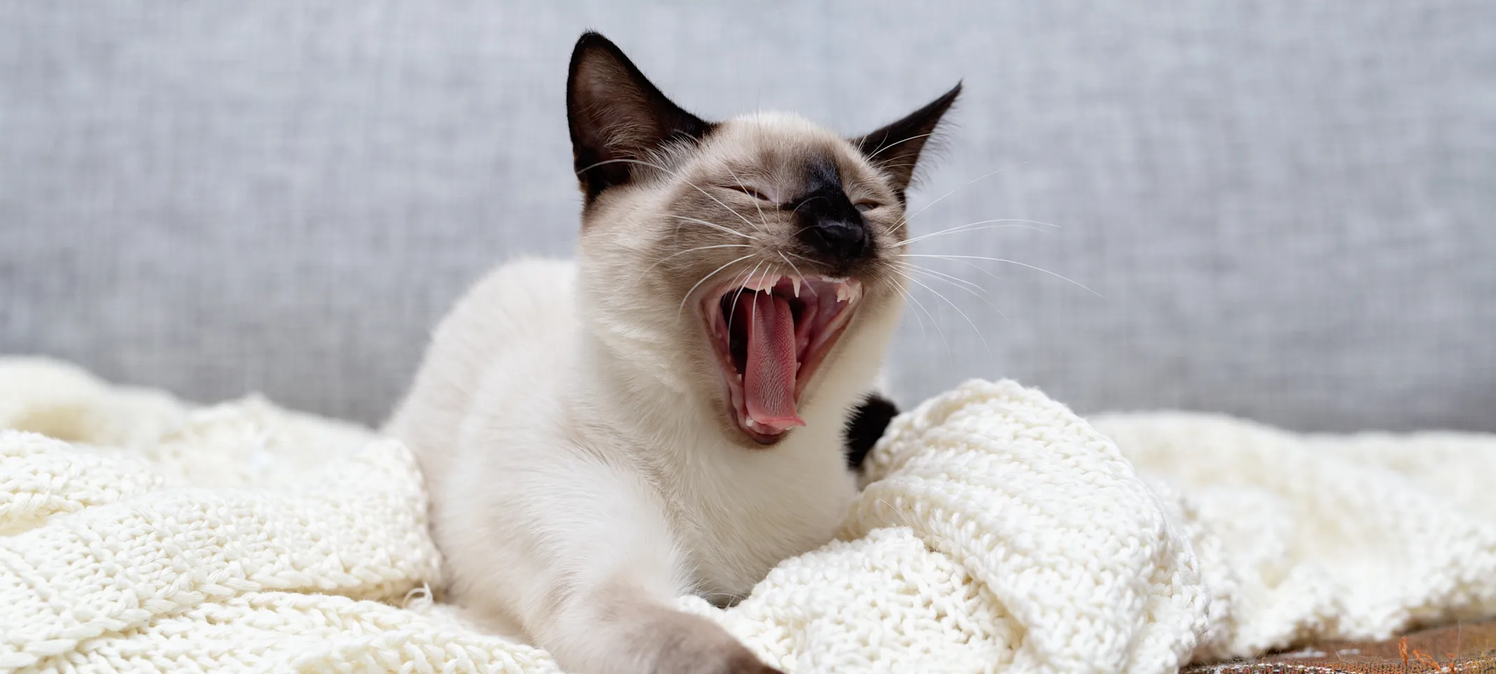 Cat with mouth open Cat with mouth open