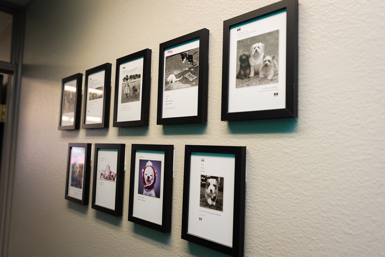 Photos of patients framed on the wall at The Valley Veterinary Hospital