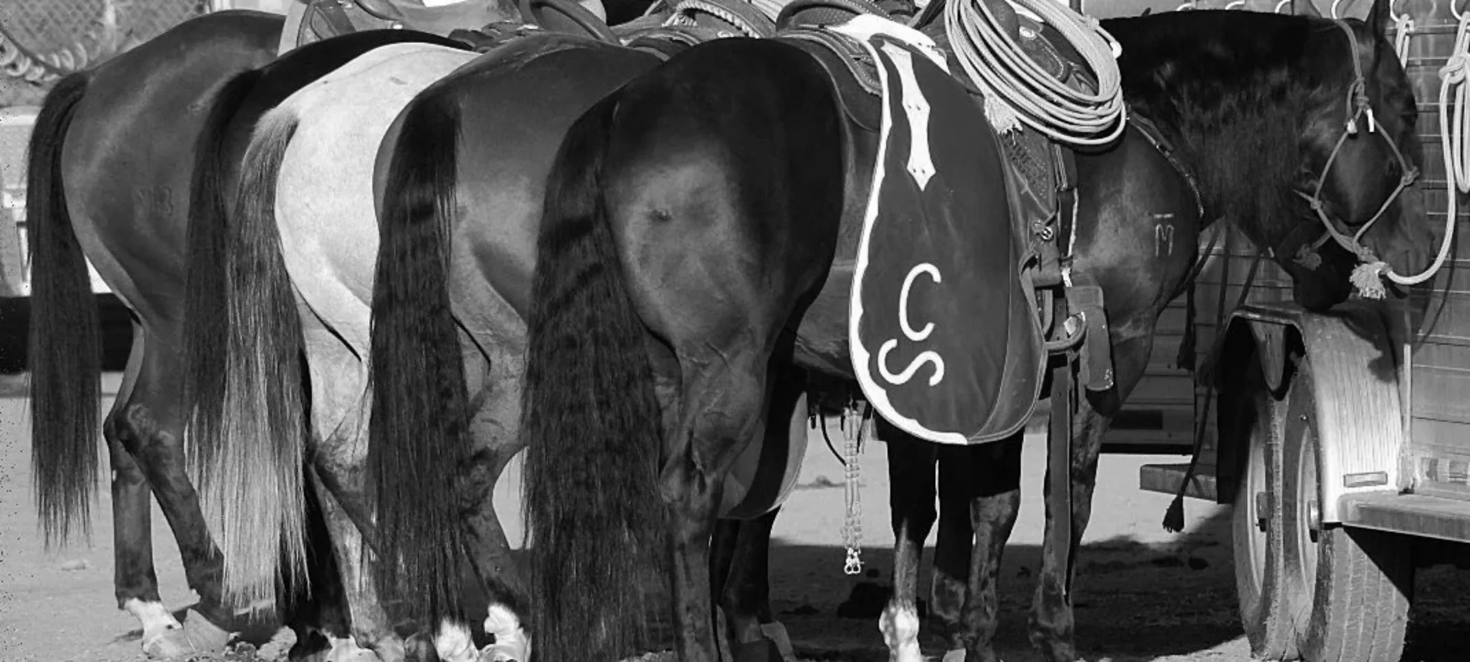 Black and white image of horses in a stable Black and white image of horses in a stable