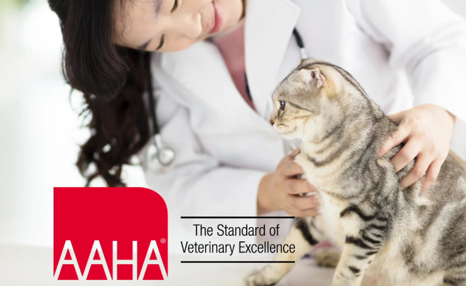 Veterinarian Examining a Brown Cat with the AAHA Logo Veterinarian Examining a Brown Cat with the AAHA Logo