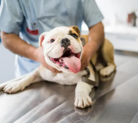 Dog Smiling At Camera Laying on Exam Table with Veterinarian Dog Smiling At Camera Laying on Exam Table with Veterinarian