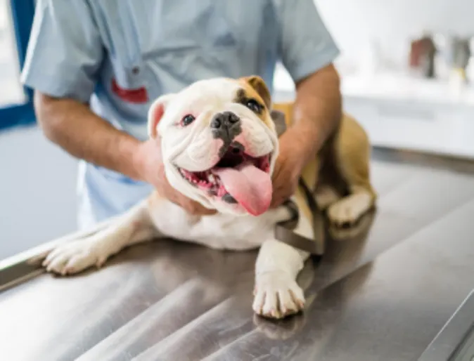 Dog Smiling At Camera Laying on Exam Table with Veterinarian Dog Smiling At Camera Laying on Exam Table with Veterinarian