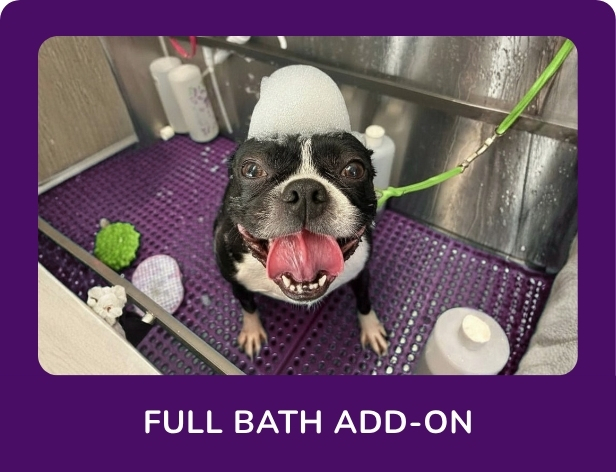 Dog smiling in bath
