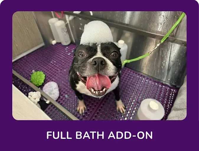 Dog smiling in bath Dog smiling in bath
