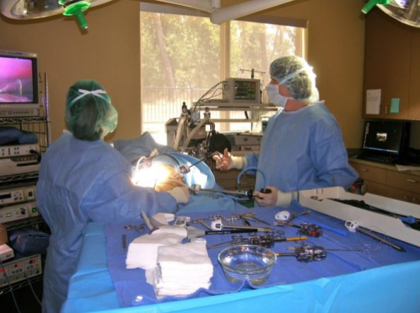 Veterinarians performing surgery