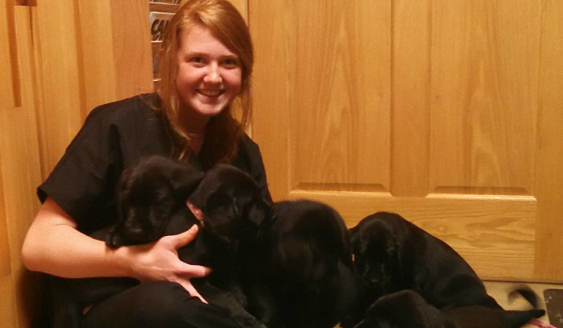 A member of staff at All Creatures Veterinary Clinic giving some attention to a group of puppies