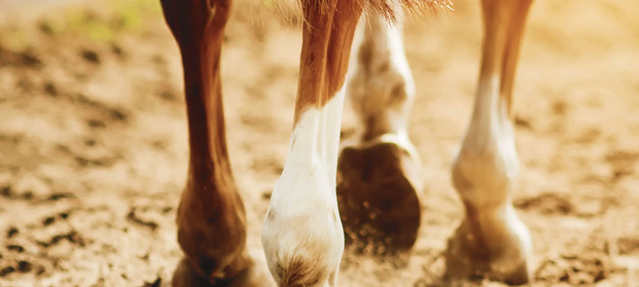 Close up of a horse's legs Close up of a horse's legs